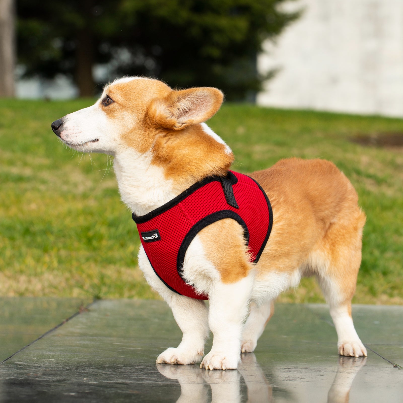Mr. Peanut's PetTrek Soft Mesh Pet Harness with Matching Leash – Adjustable, Breathable, Choke-Free