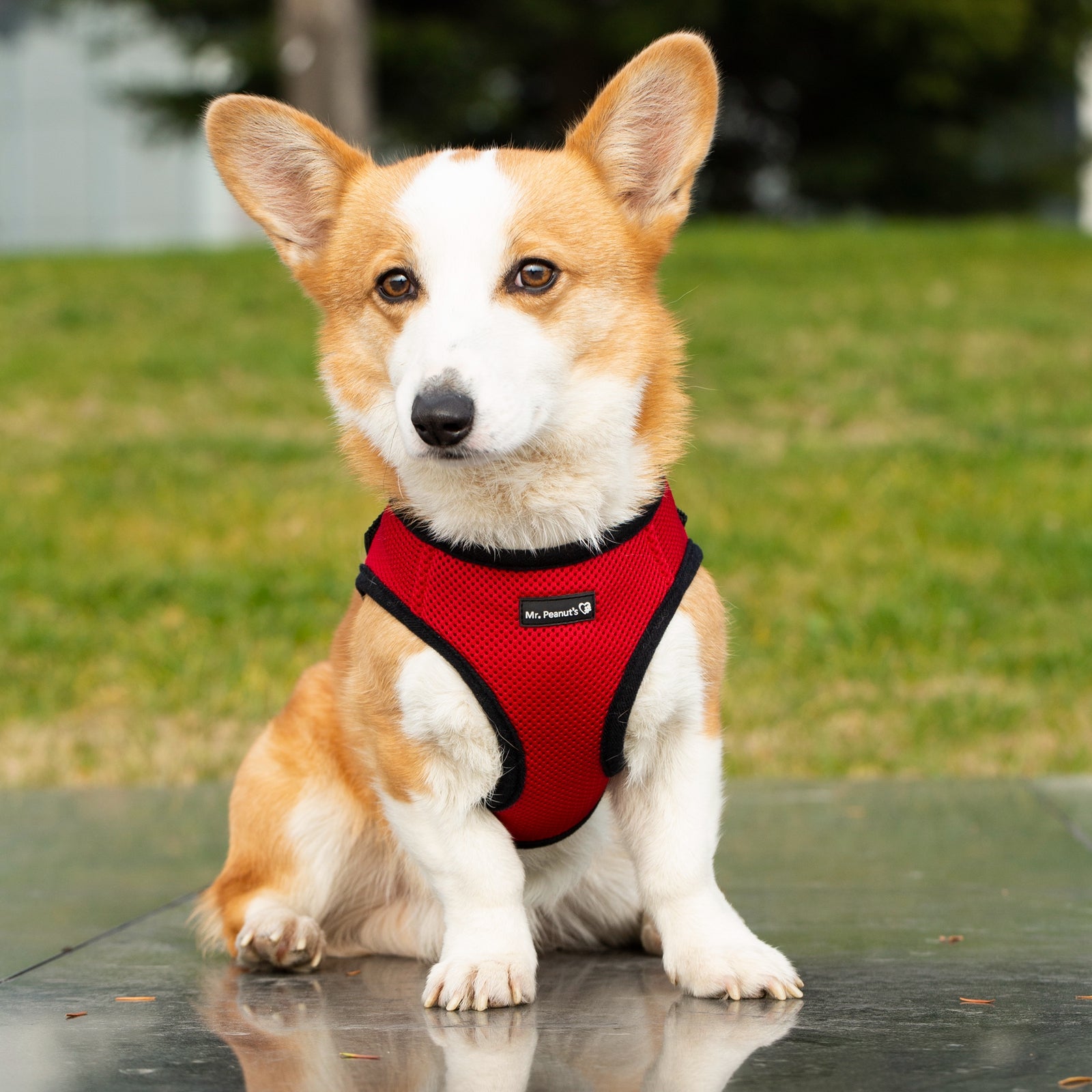 Mr. Peanut's PetTrek Soft Mesh Pet Harness with Matching Leash – Adjustable, Breathable, Choke-Free