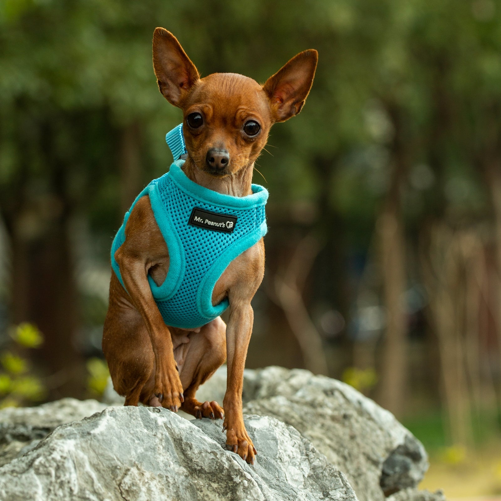 Mr. Peanut's PetTrek Soft Mesh Pet Harness with Matching Leash – Adjustable, Breathable, Choke-Free