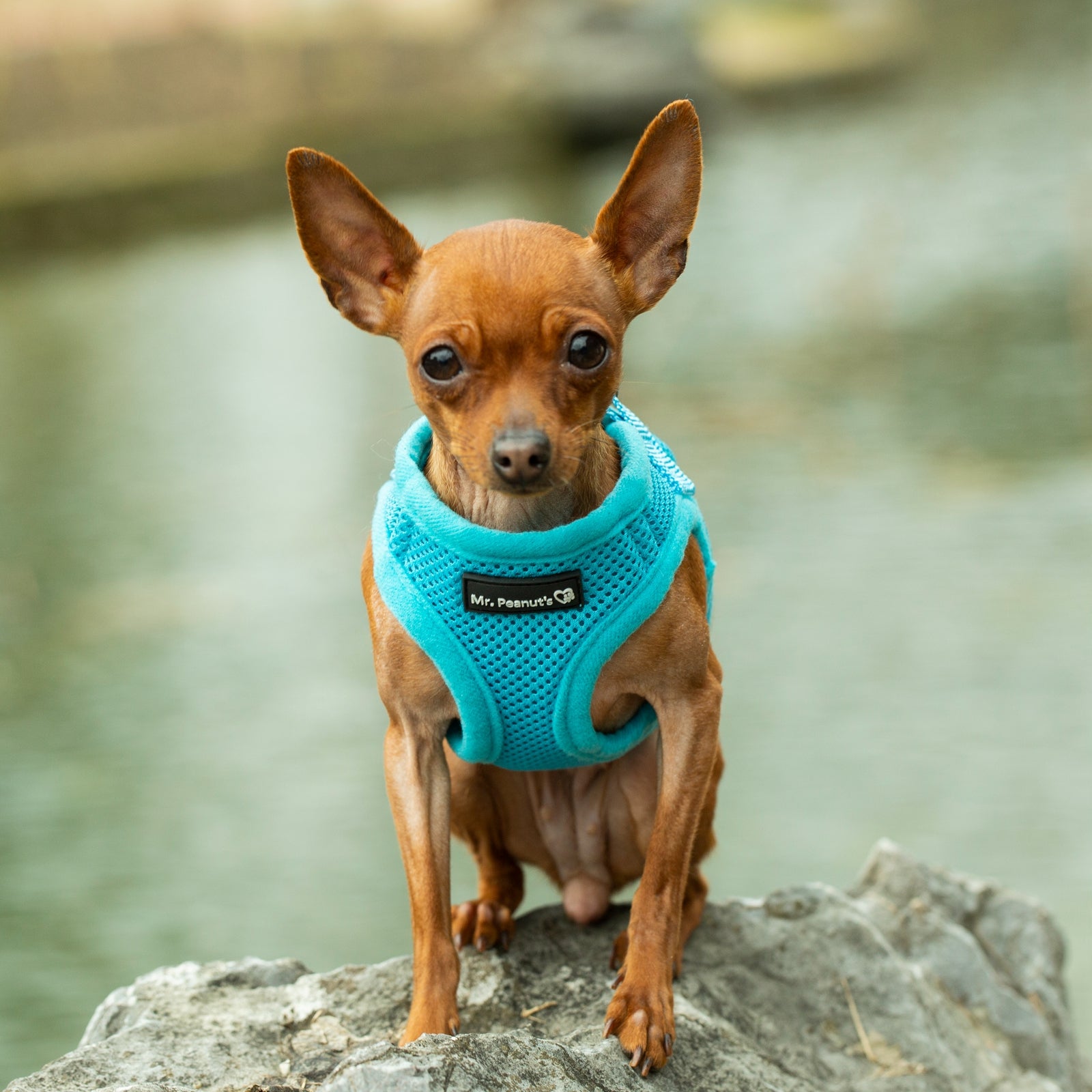Mr. Peanut's PetTrek Soft Mesh Pet Harness with Matching Leash – Adjustable, Breathable, Choke-Free