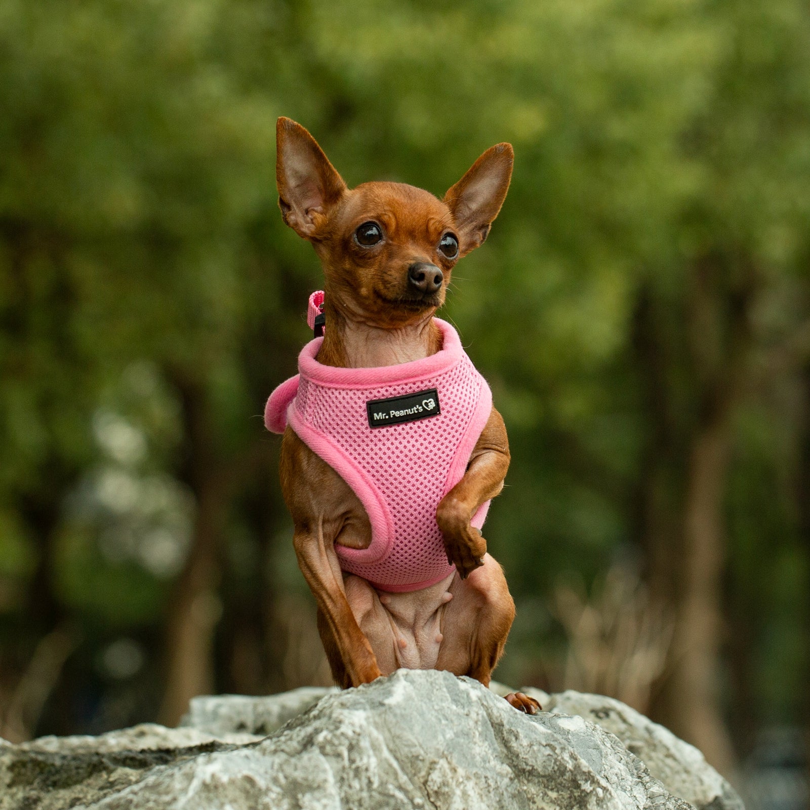 Mr. Peanut's PetTrek Soft Mesh Pet Harness with Matching Leash – Adjustable, Breathable, Choke-Free