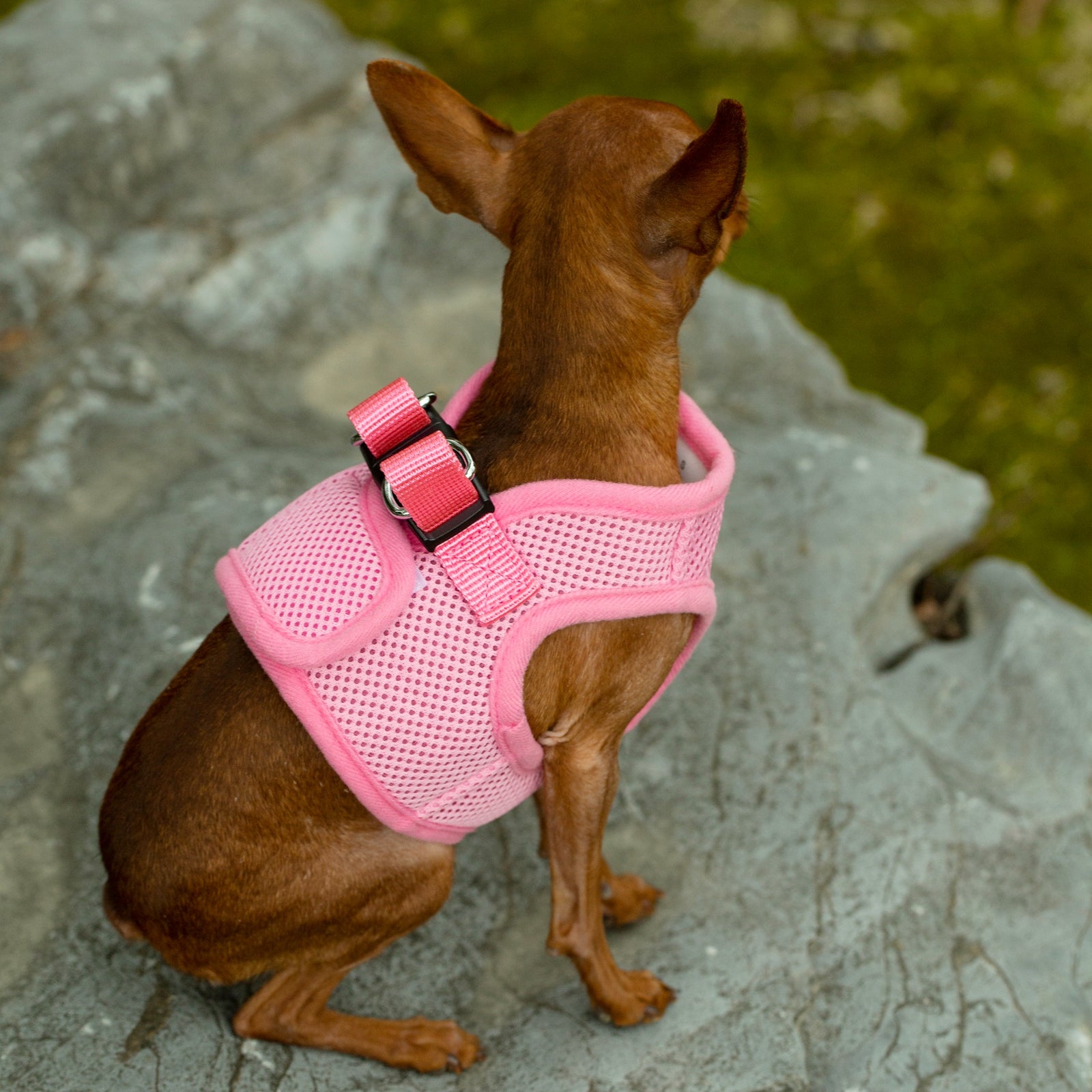 Mr. Peanut's PetTrek Soft Mesh Pet Harness with Matching Leash – Adjustable, Breathable, Choke-Free
