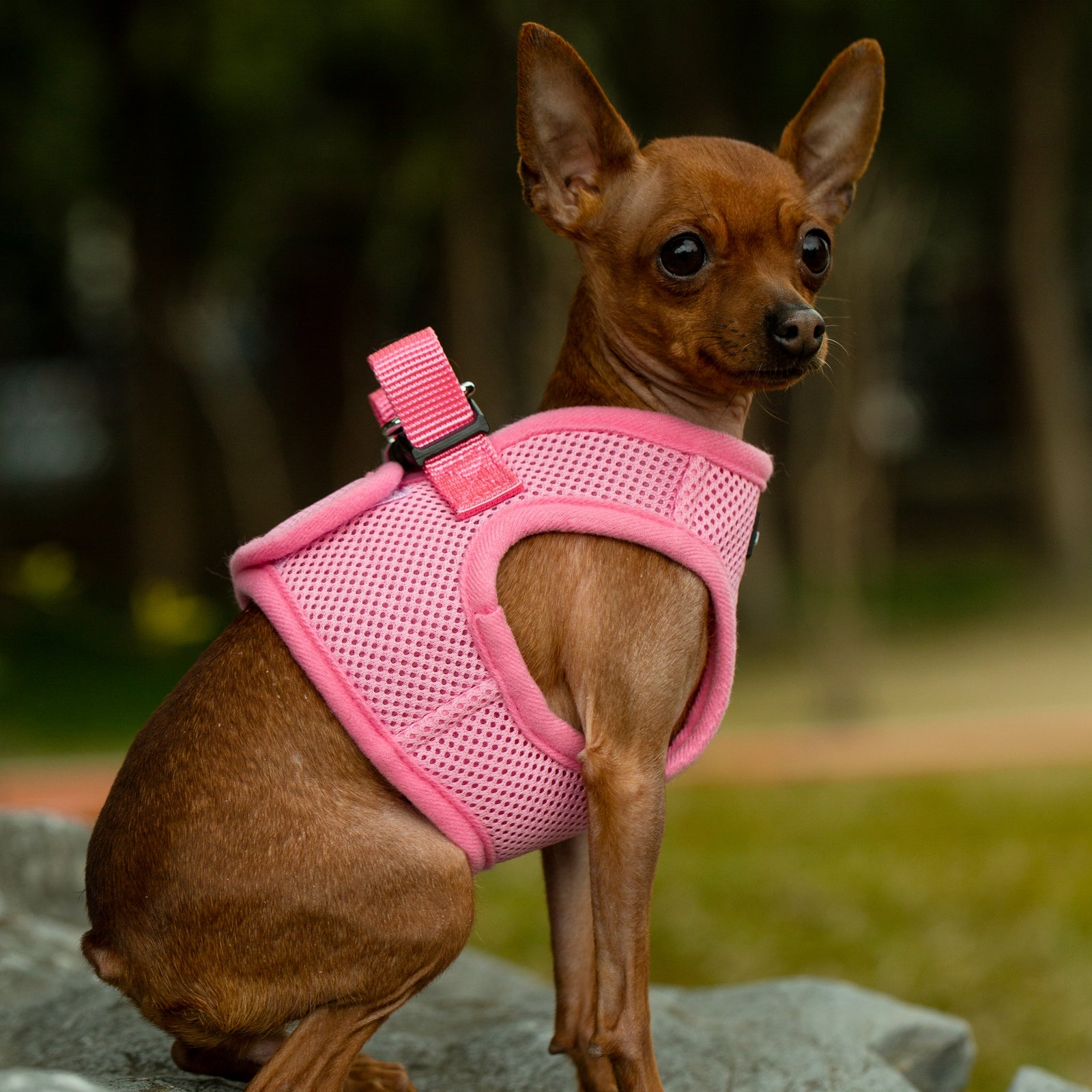 Mr. Peanut's PetTrek Soft Mesh Pet Harness with Matching Leash – Adjustable, Breathable, Choke-Free