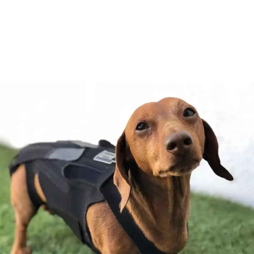 Black Dog Back Support Vest – Adjustable Orthopedic Brace for Injury Recovery