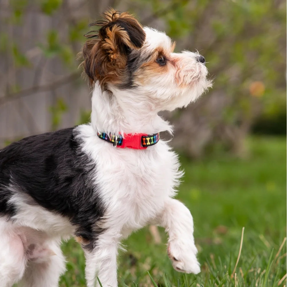 Multicolored Bone Print Dog Collar – Adjustable Medium Size Polyester Collar with Leash Attachment