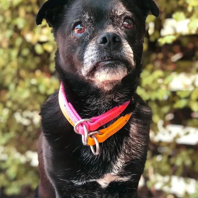 Waterproof P Chain Dog Collar – Easy-Clean Training Collar for Small & Medium Dogs