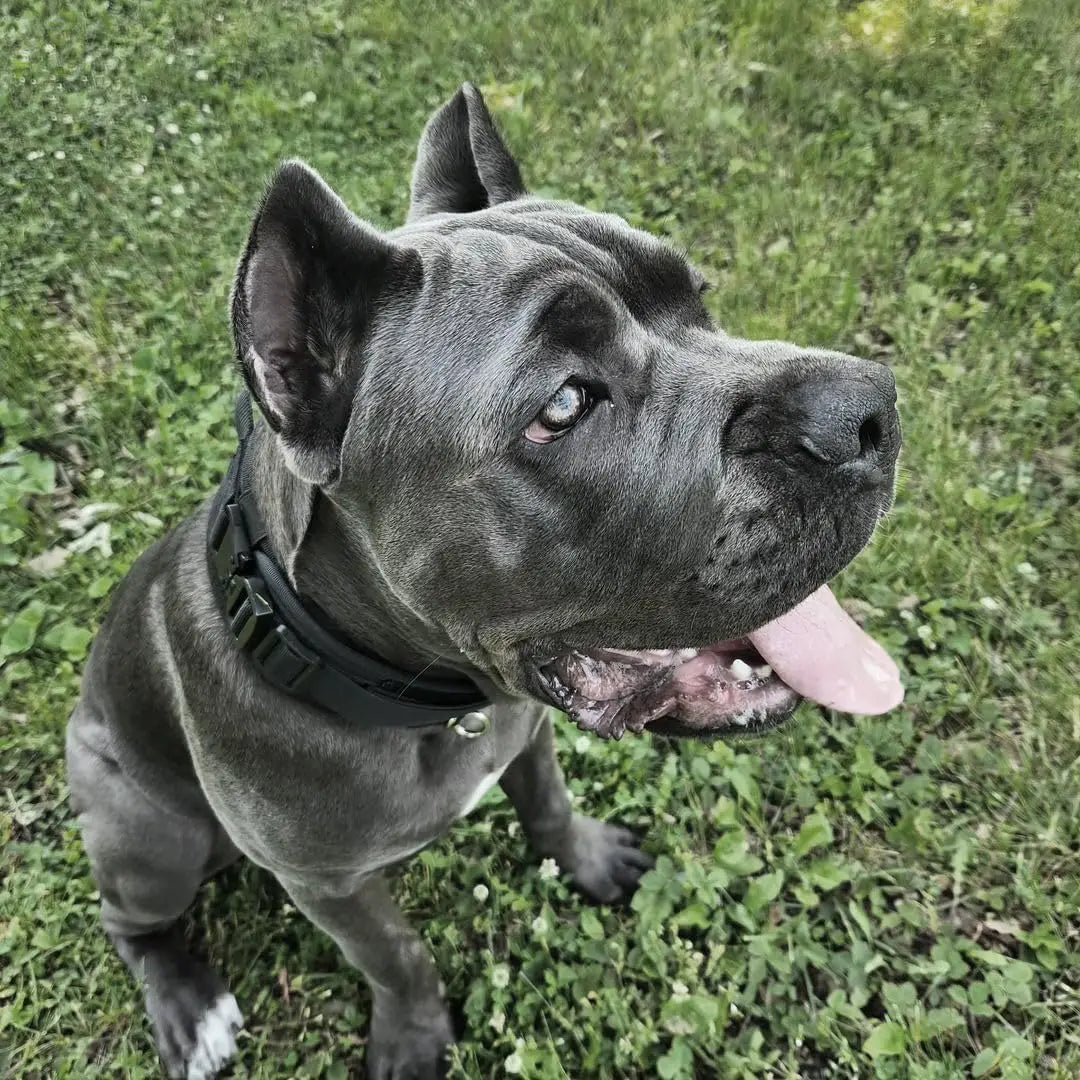 Military-Grade Tactical Dog Collar with Handle – Heavy Duty Adjustable Collar for Medium & Large Dogs