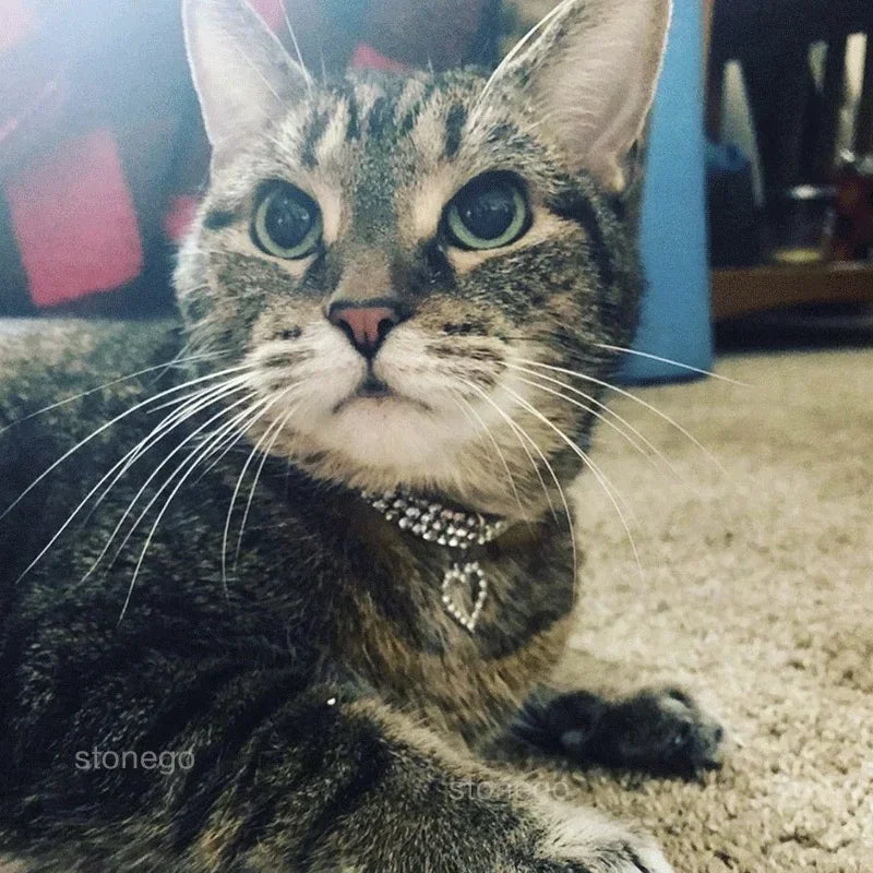 Crystal Rhinestone Pet Collar – Adjustable Jewelry for Cats & Small Dogs