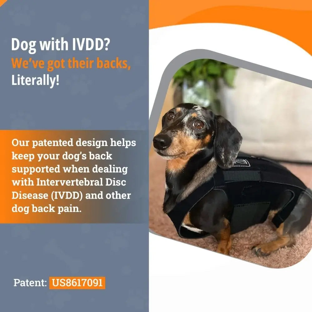 Black Dog Back Support Vest – Adjustable Orthopedic Brace for Injury Recovery