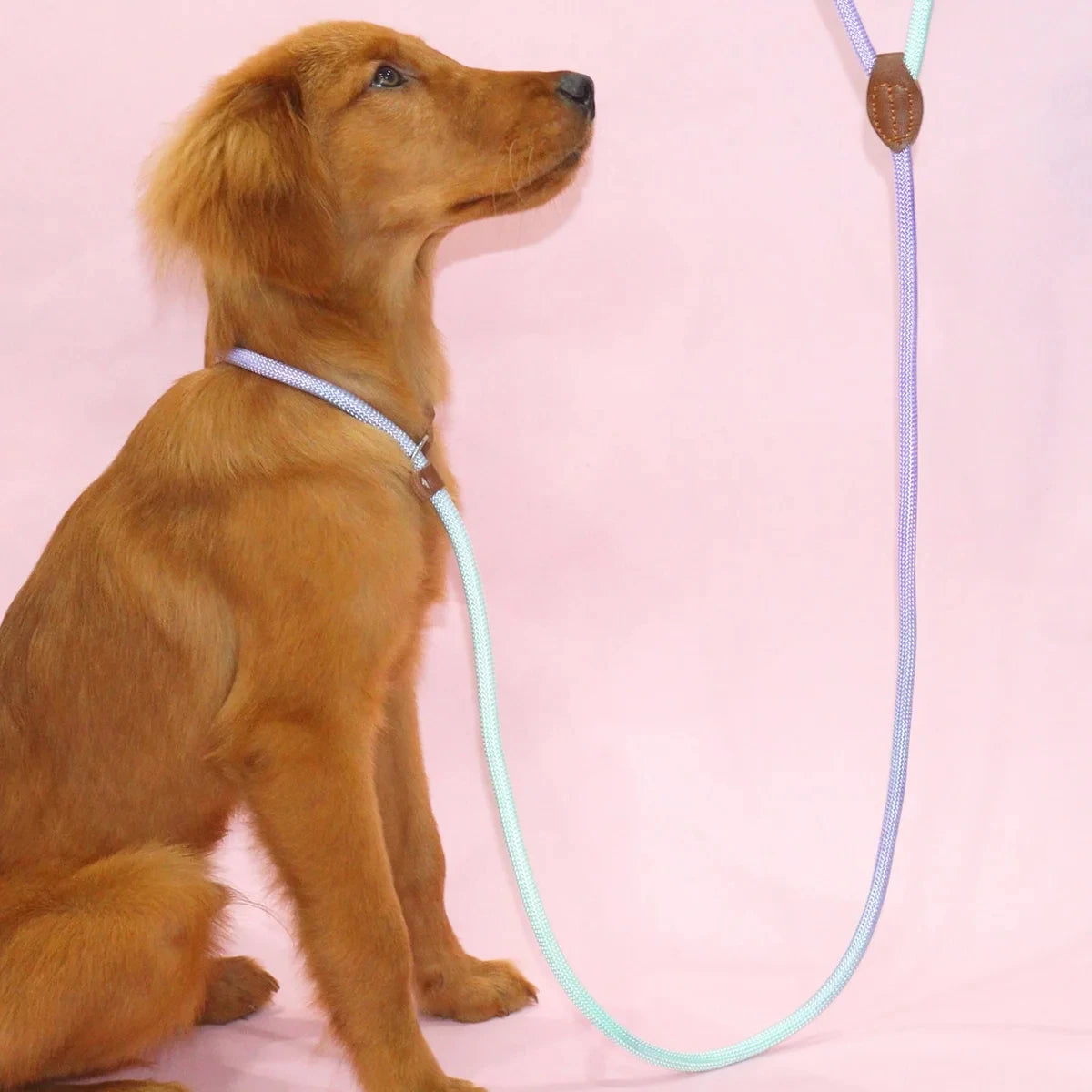 Colorful Dog Leash – Durable Nylon Lead for Indoor & Outdoor Use