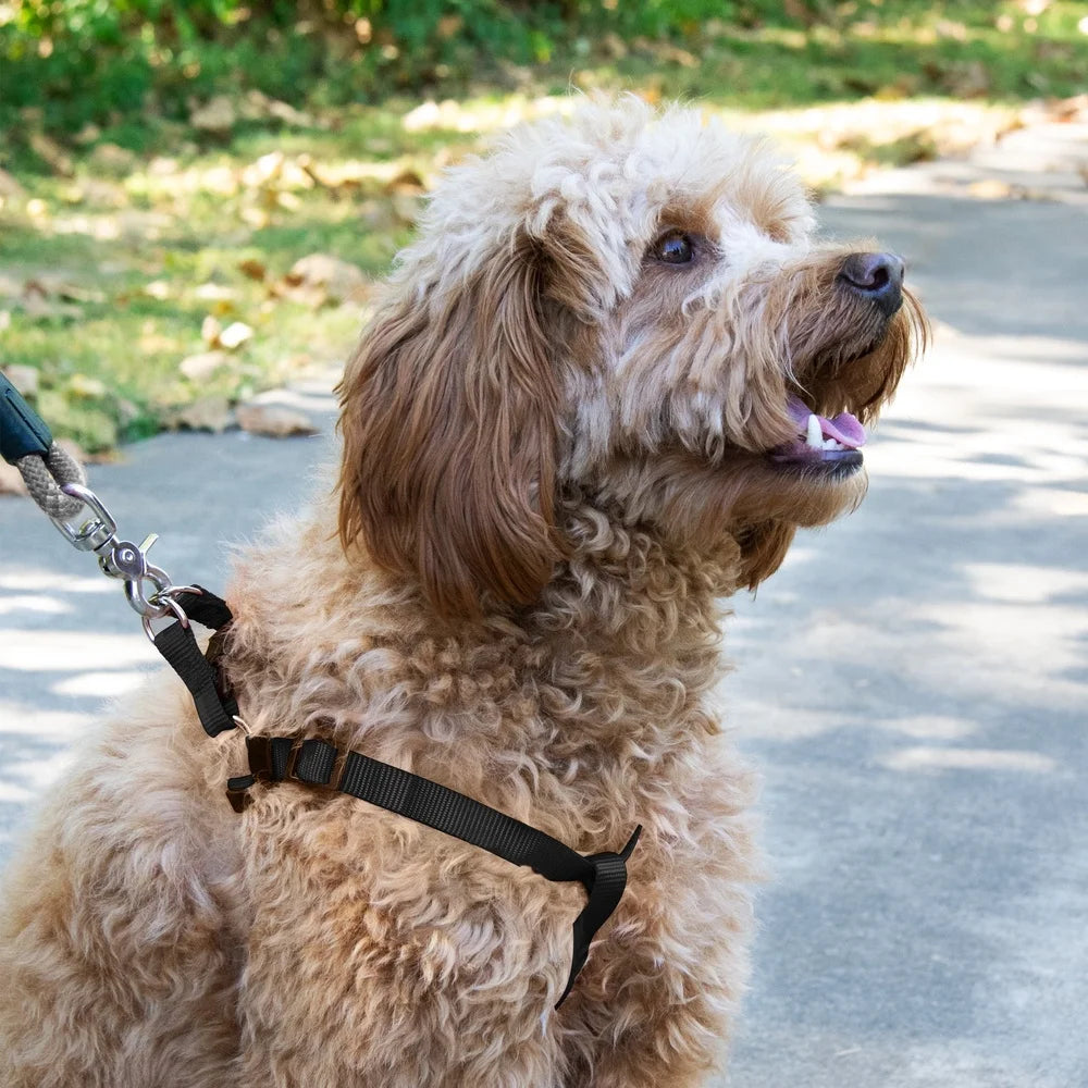 2-Pack Adjustable Step-In Dog Harness – Black, Medium Size with D-Ring Leash Clip, Comfortable Fit & Sturdy Buckle