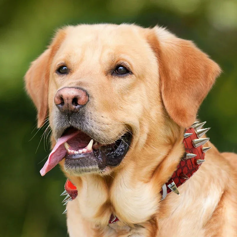 Adjustable Wide Rivet Dog Collar – Durable PU Leather Collar for Medium & Large Dogs | Protective Pet Neckwear