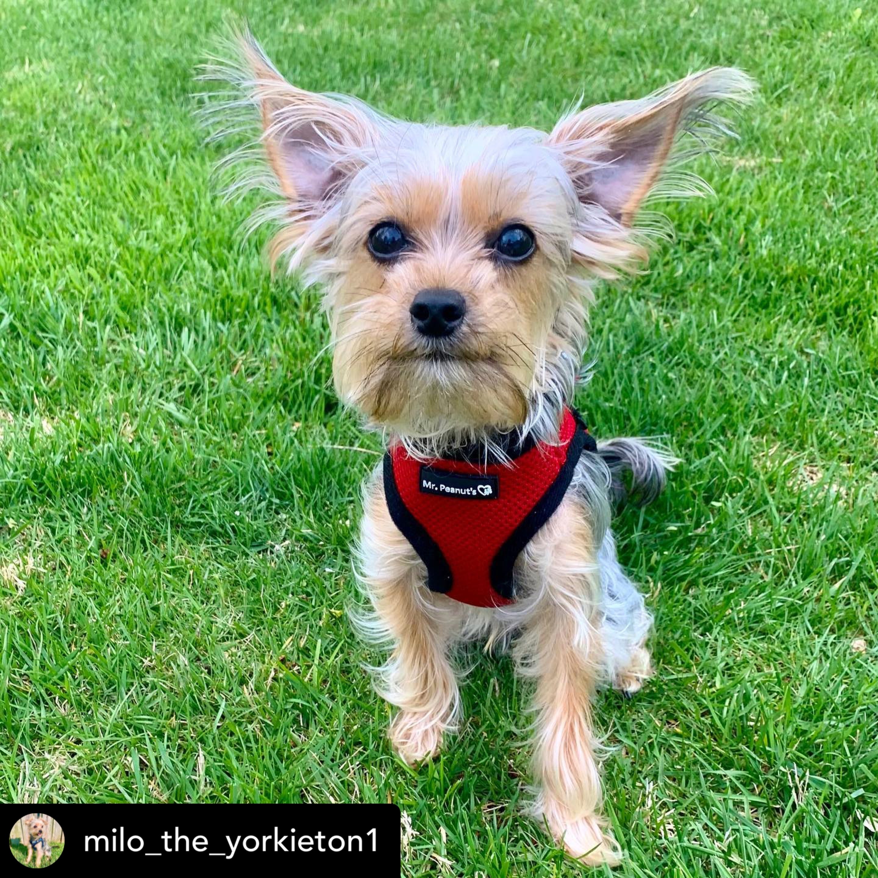 Mr. Peanut's PetTrek Soft Mesh Pet Harness with Matching Leash – Adjustable, Breathable, Choke-Free