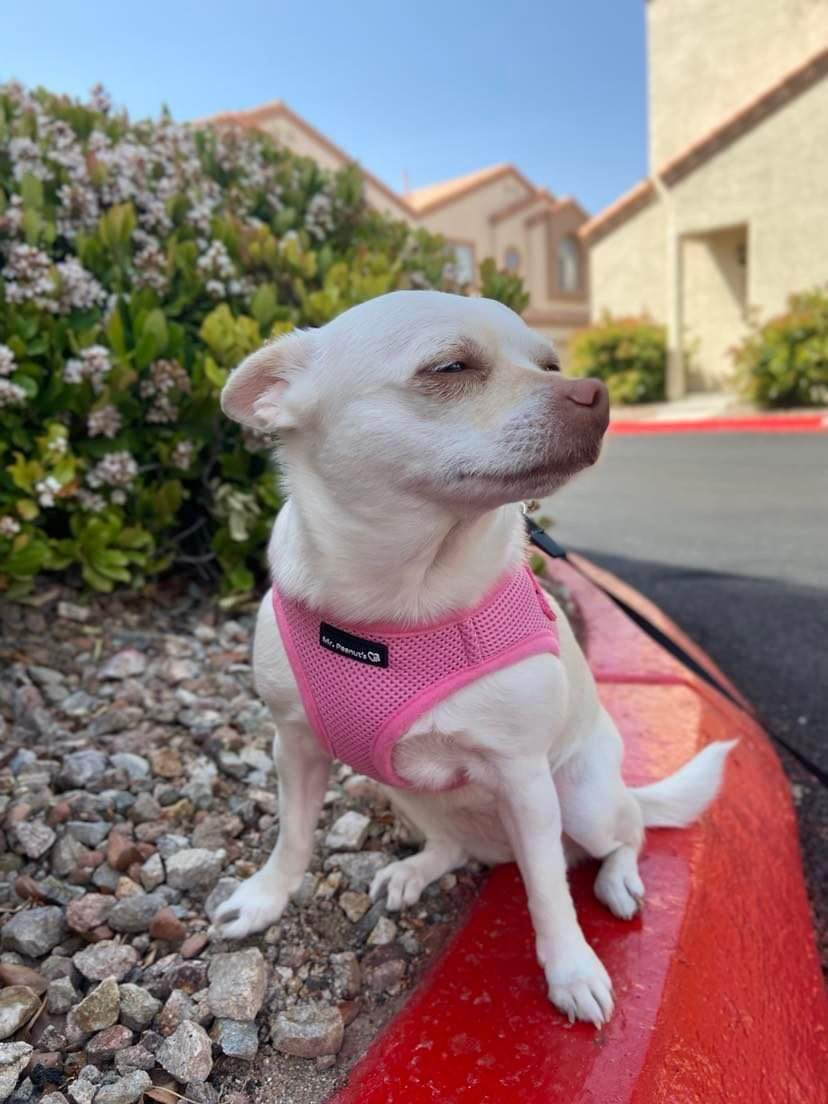 Mr. Peanut's PetTrek Soft Mesh Pet Harness with Matching Leash – Adjustable, Breathable, Choke-Free