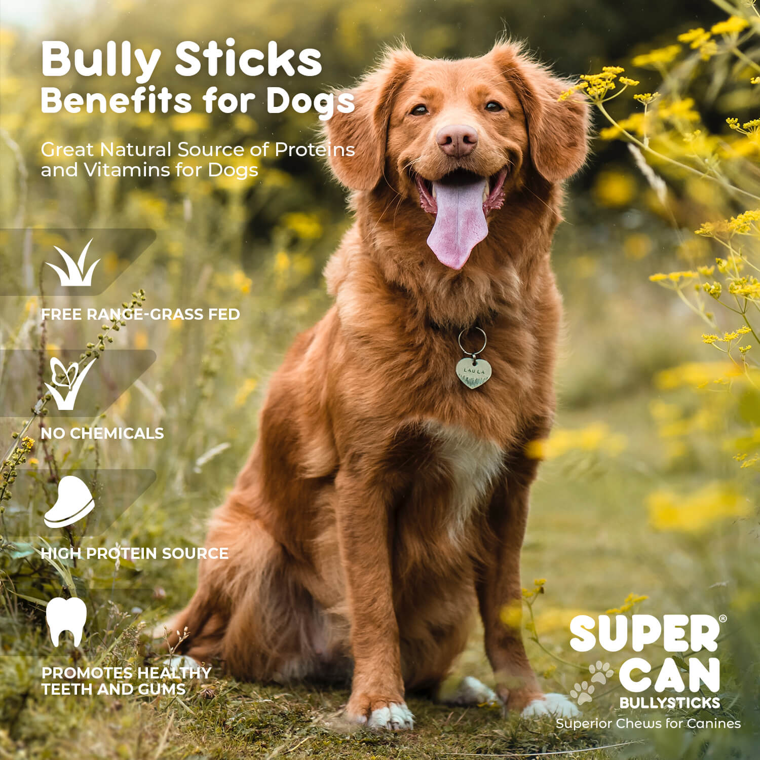 6" Junior Bully Sticks (15-Pack)